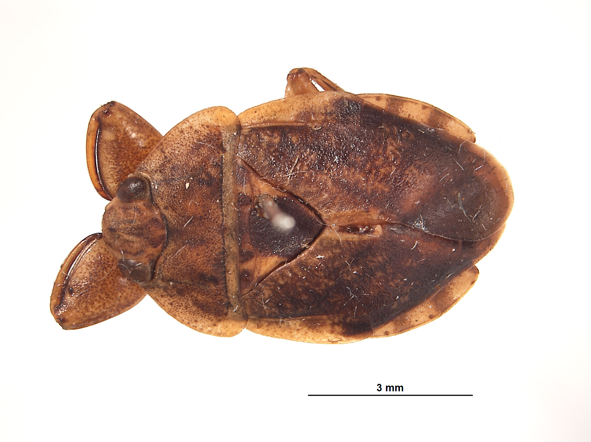 Ambrysinae image
