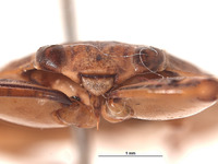 Ambrysus montandoni image