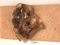 Ambrysus montandoni image