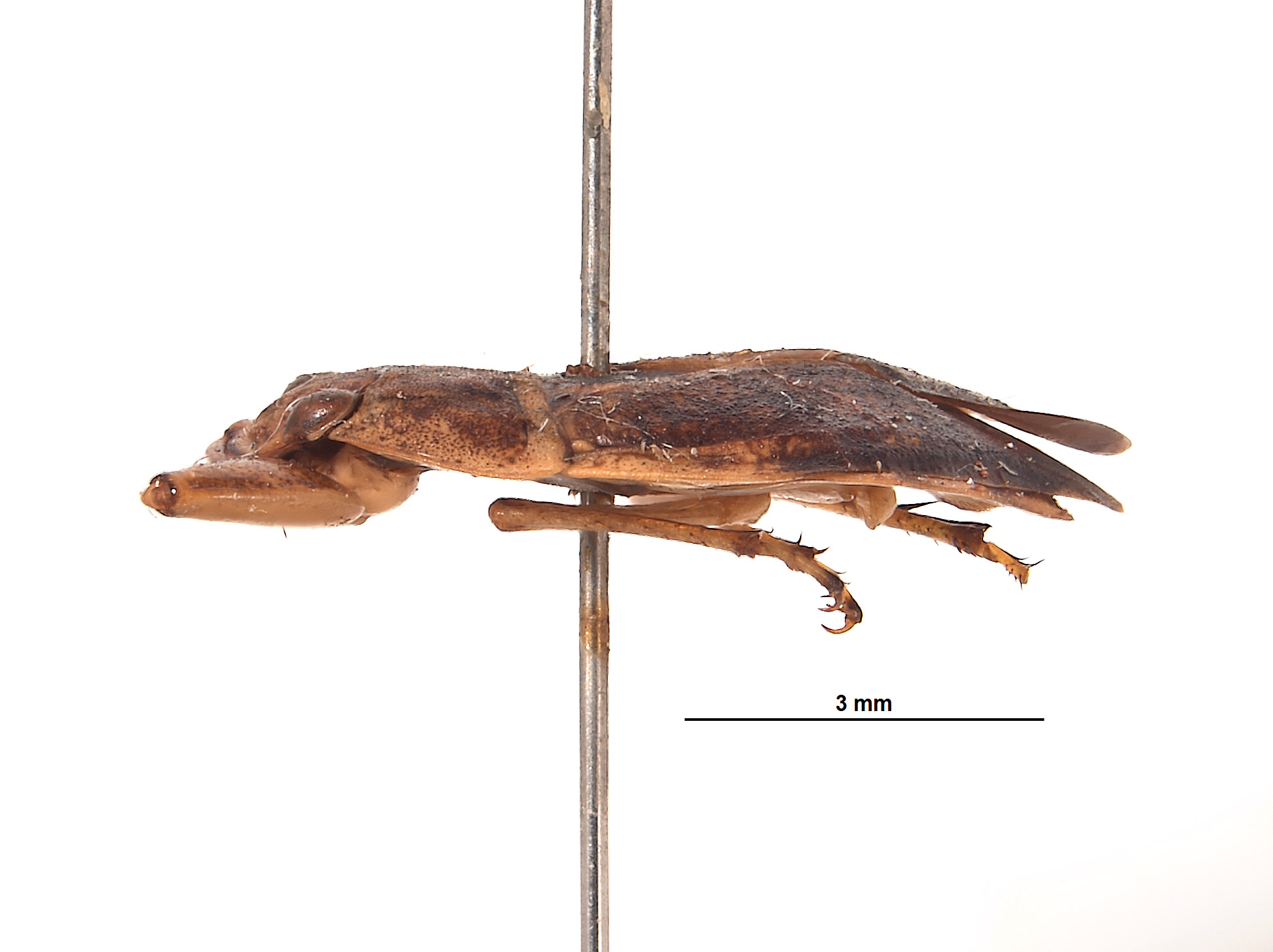 Ambrysus montandoni image