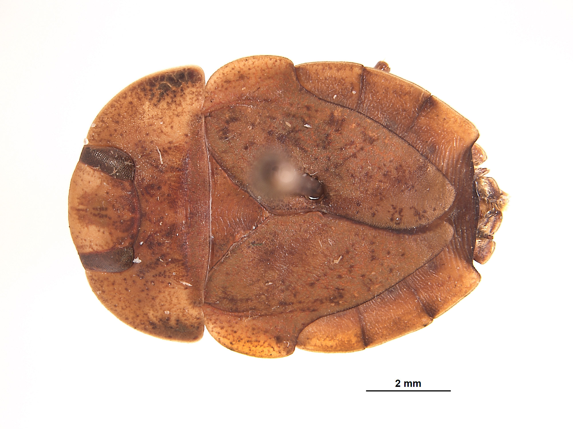 Limnocoris abbreviatus image