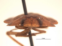 Limnocoris abbreviatus image