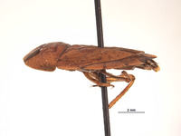 Limnocoris abbreviatus image