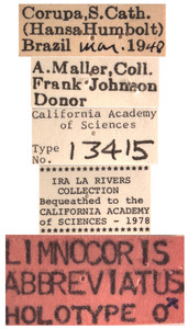 Limnocoris abbreviatus image