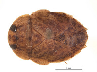Limnocoris aculabrum image