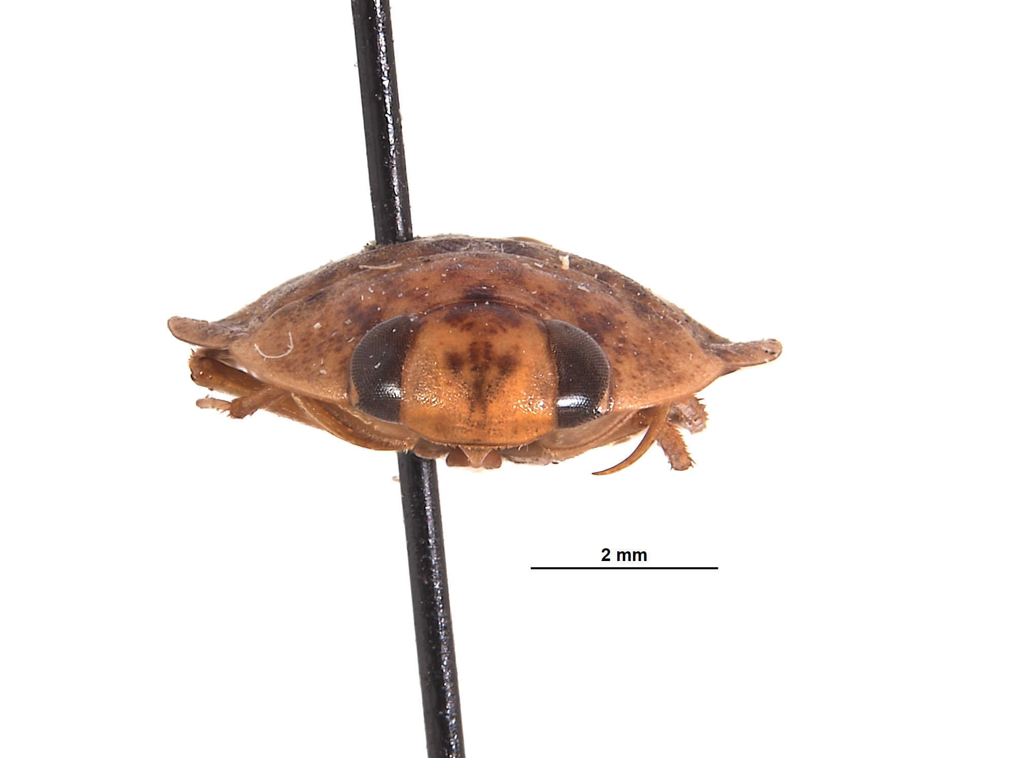 Limnocoris aculabrum image