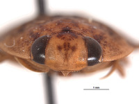 Limnocoris aculabrum image