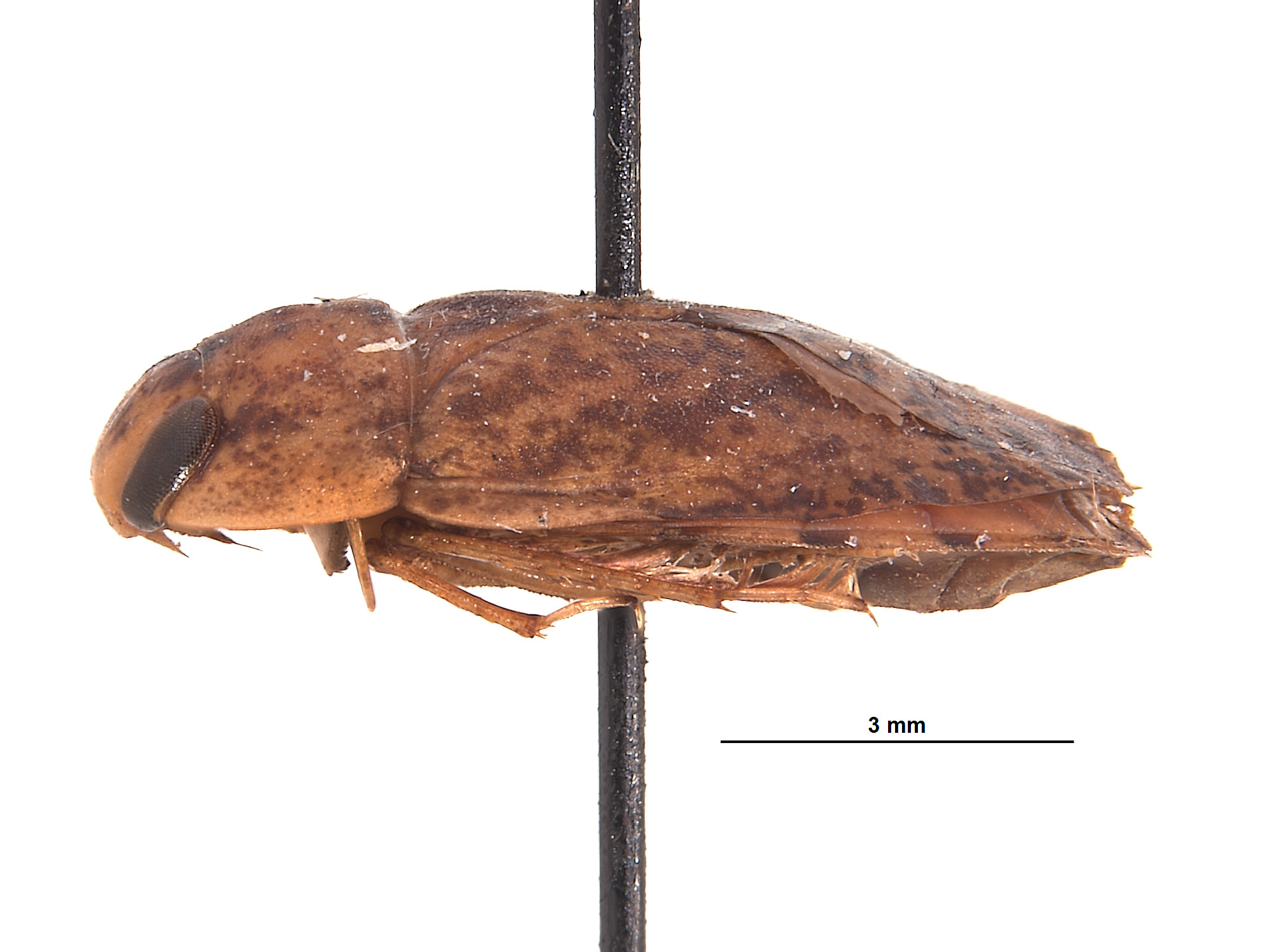 Limnocoris aculabrum image
