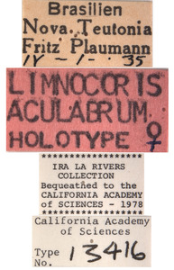 Limnocoris aculabrum image
