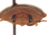 Limnocoris hintoni image