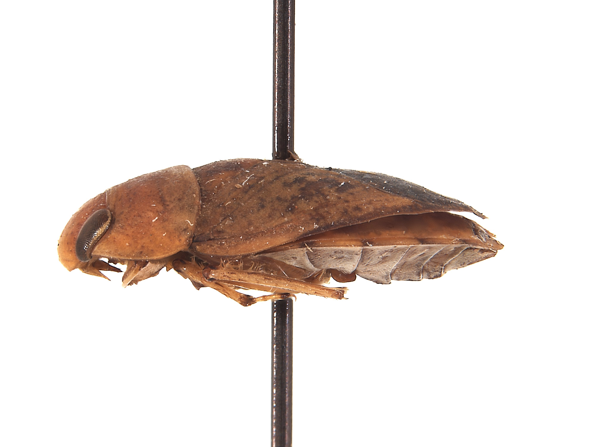 Limnocoris hintoni image