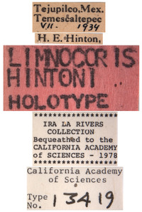 Limnocoris hintoni image