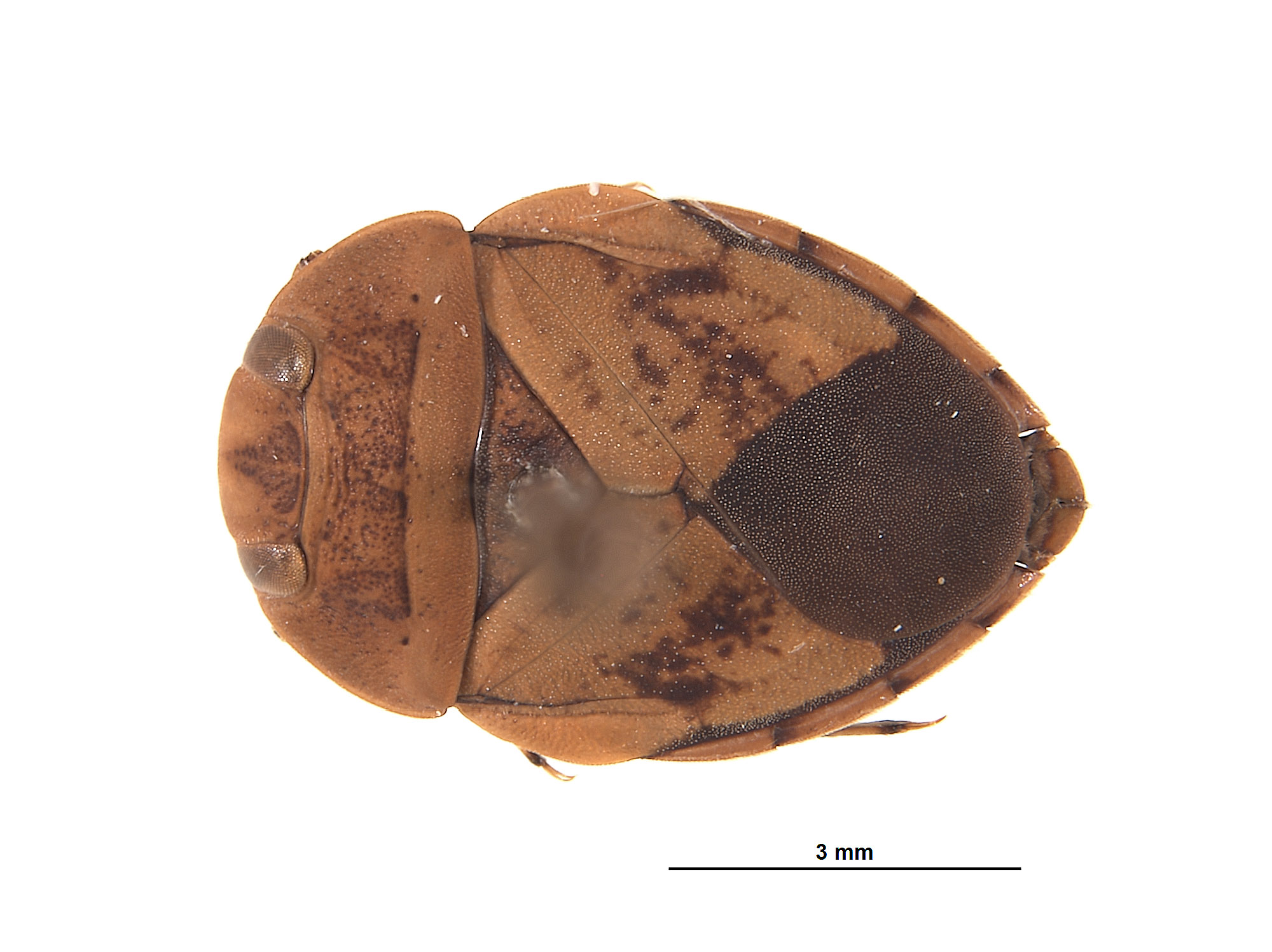 Naucoridae image