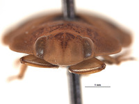 Limnocoris laucki image