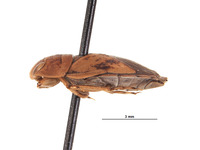 Limnocoris laucki image