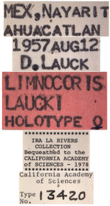 Limnocoris laucki image