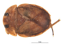 Limnocoris panamensis image