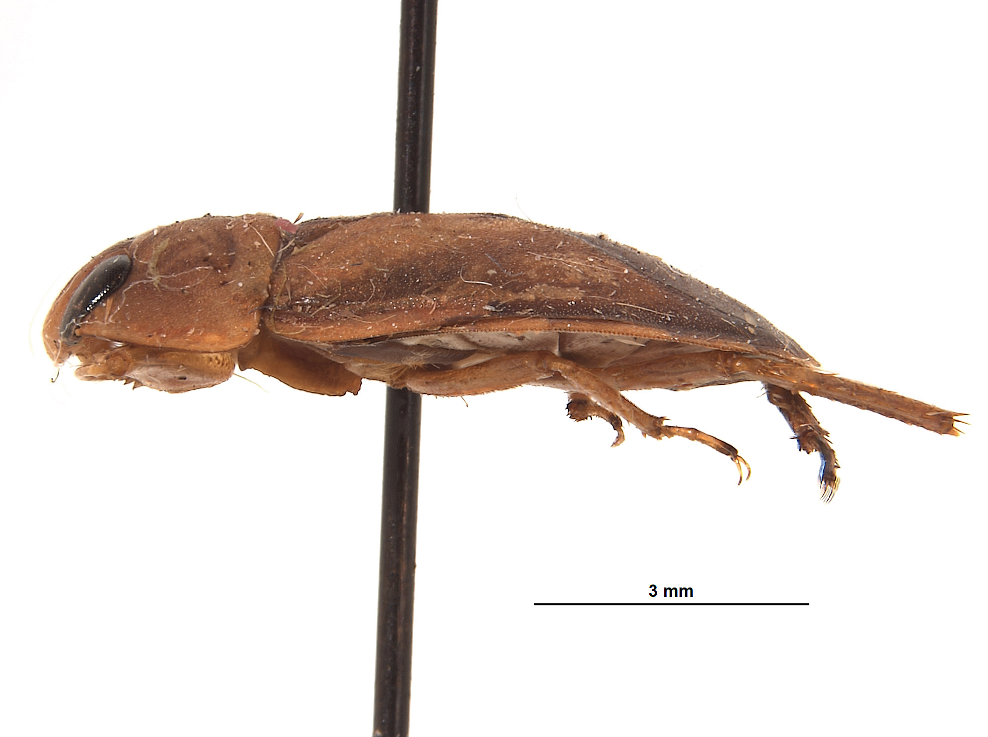 Naucoridae image