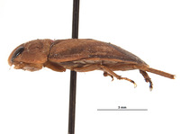 Limnocoris panamensis image