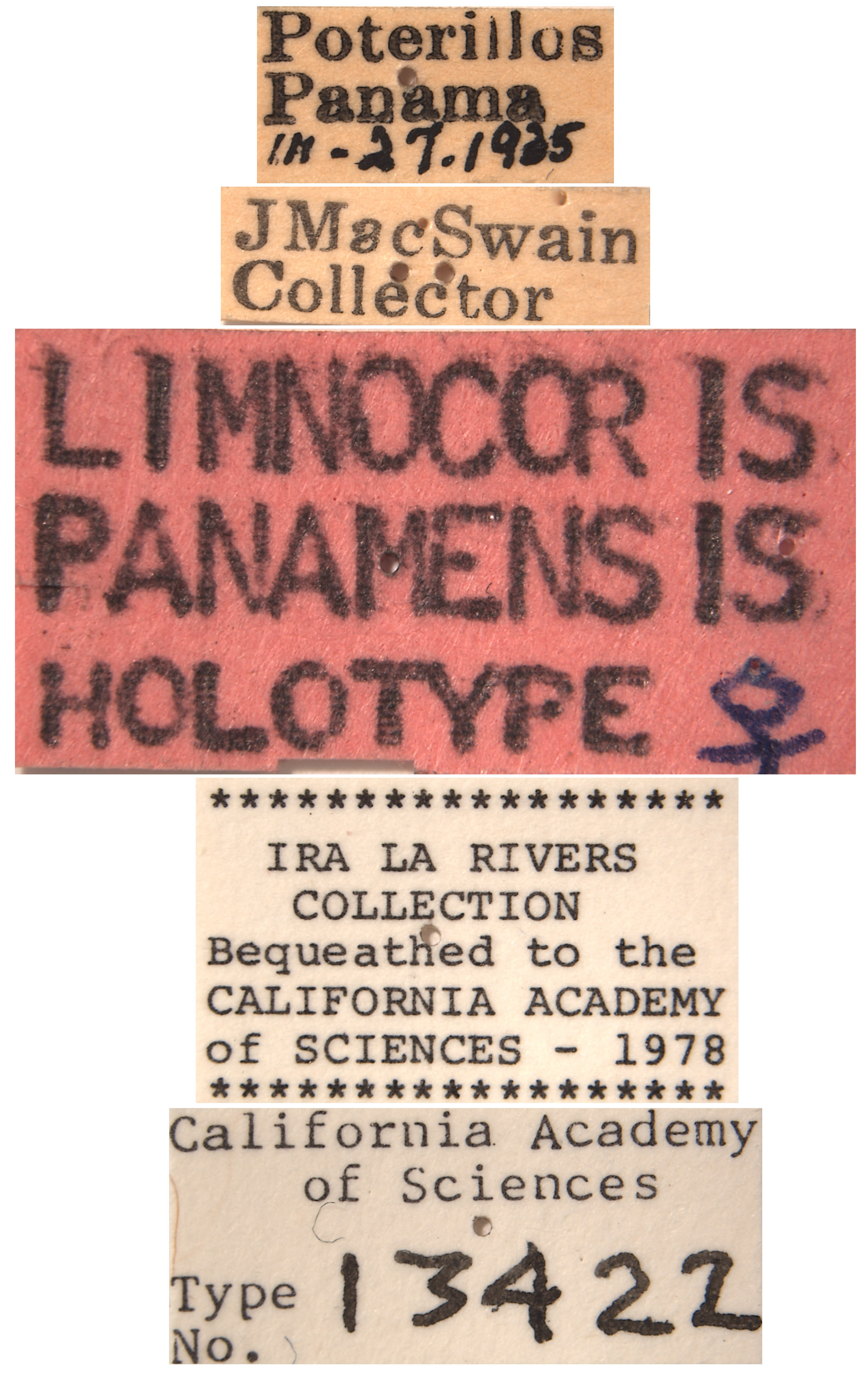 Limnocoris panamensis image