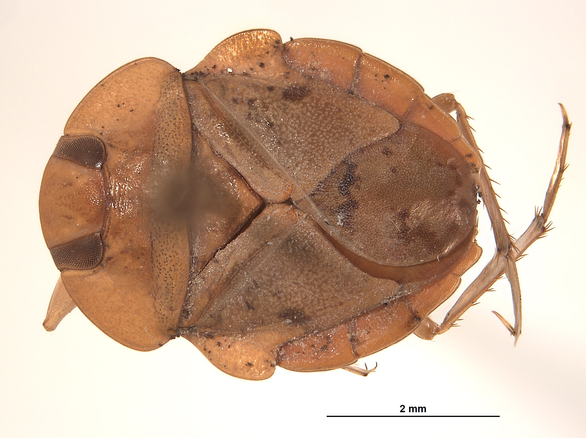 Limnocoris submontandoni image