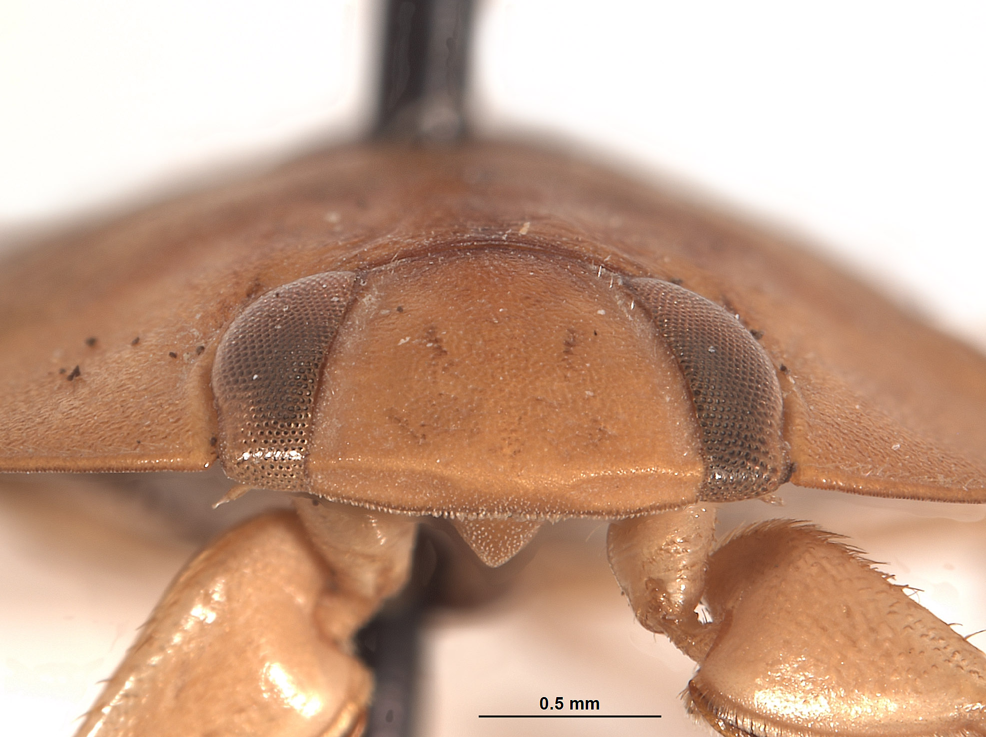 Limnocoris submontandoni image