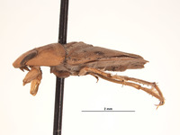 Limnocoris submontandoni image