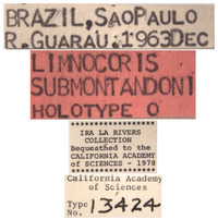 Limnocoris submontandoni image