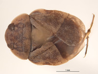 Limnocoris woytkowskii image