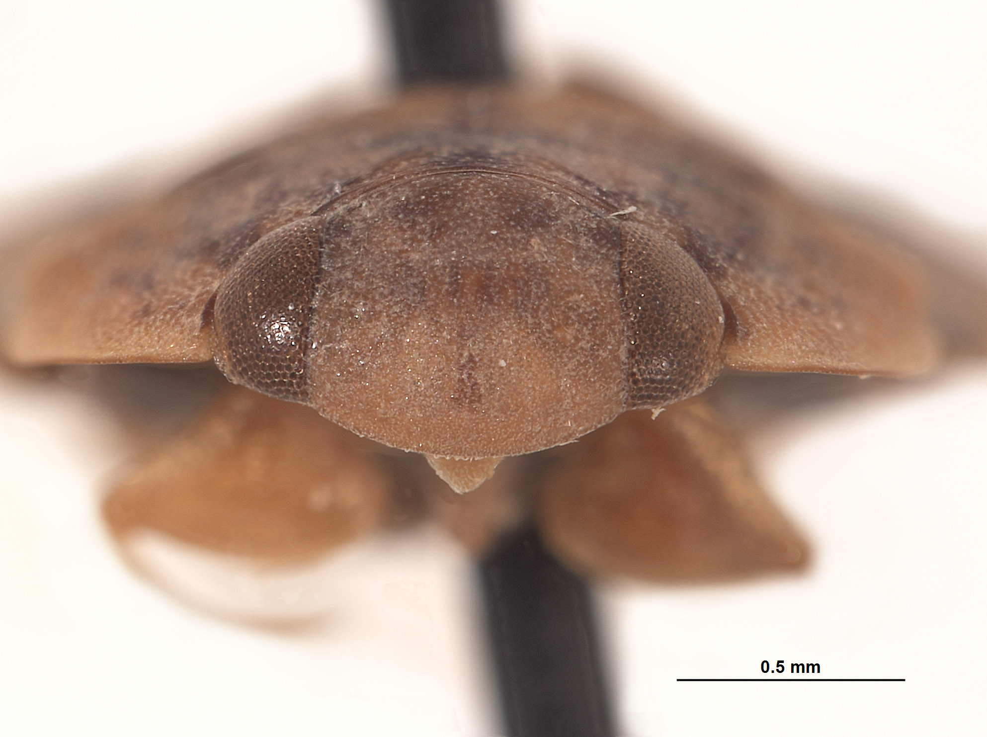 Limnocoris woytkowskii image