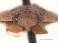 Limnocoris woytkowskii image