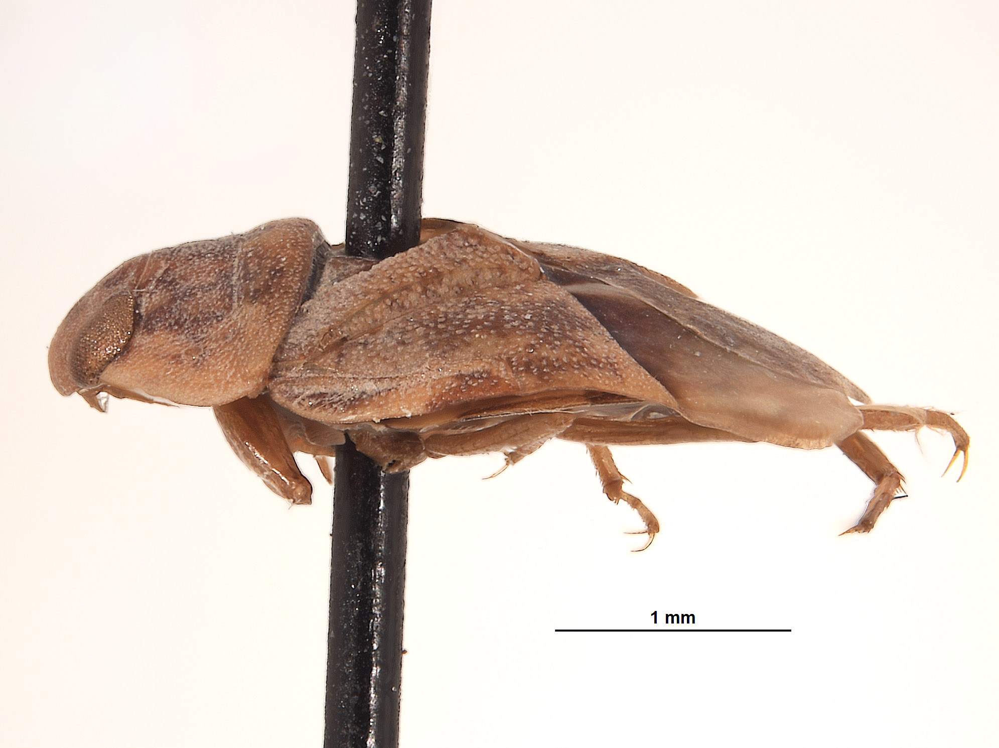 Limnocoris woytkowskii image