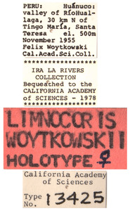 Limnocoris woytkowskii image