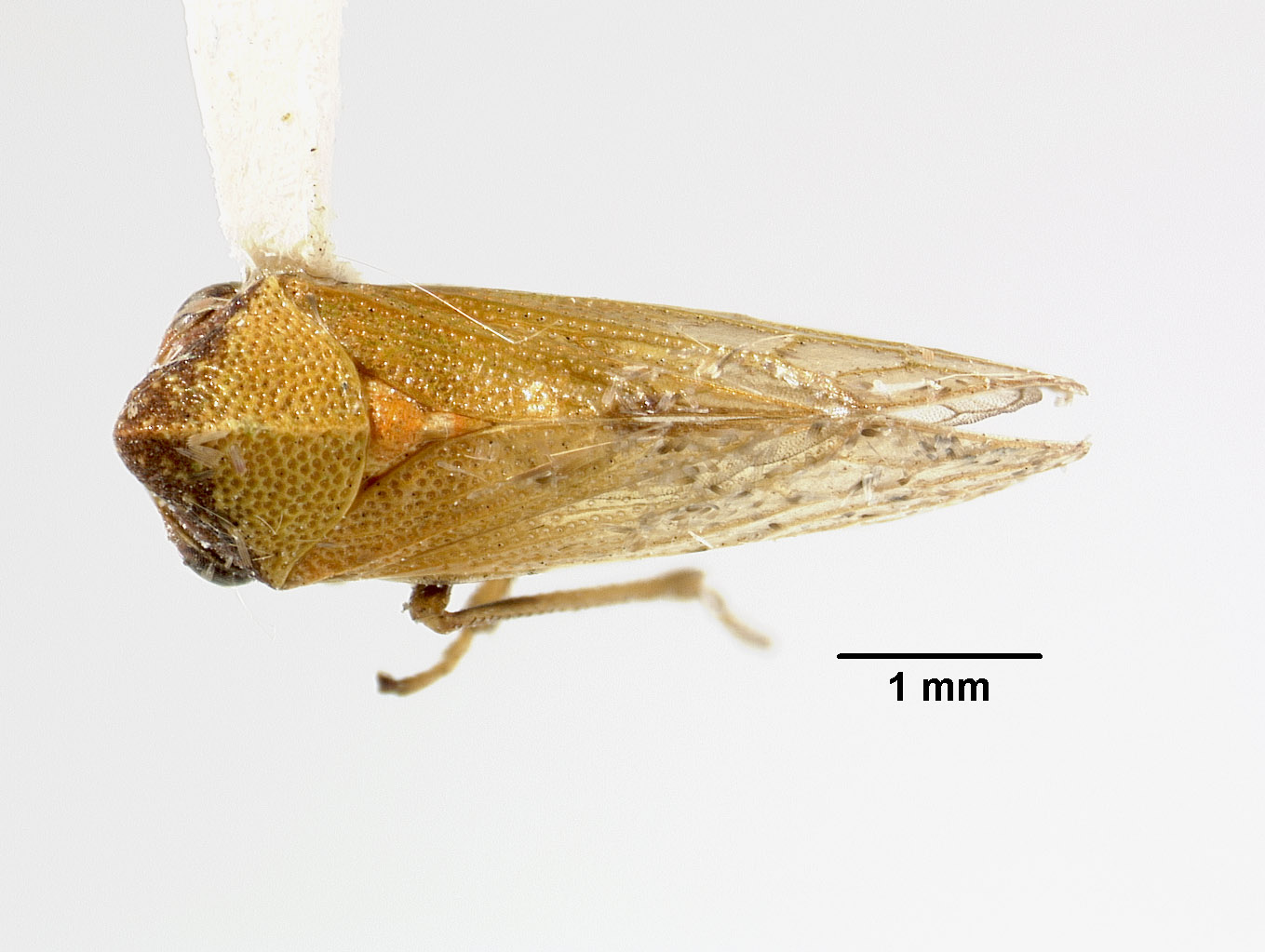 Melizoderes dentistylus image