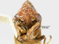 Melizoderes dentistylus image