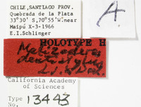 Melizoderes dentistylus image