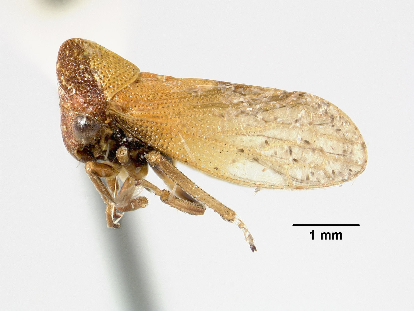 Melizoderes dentistylus image