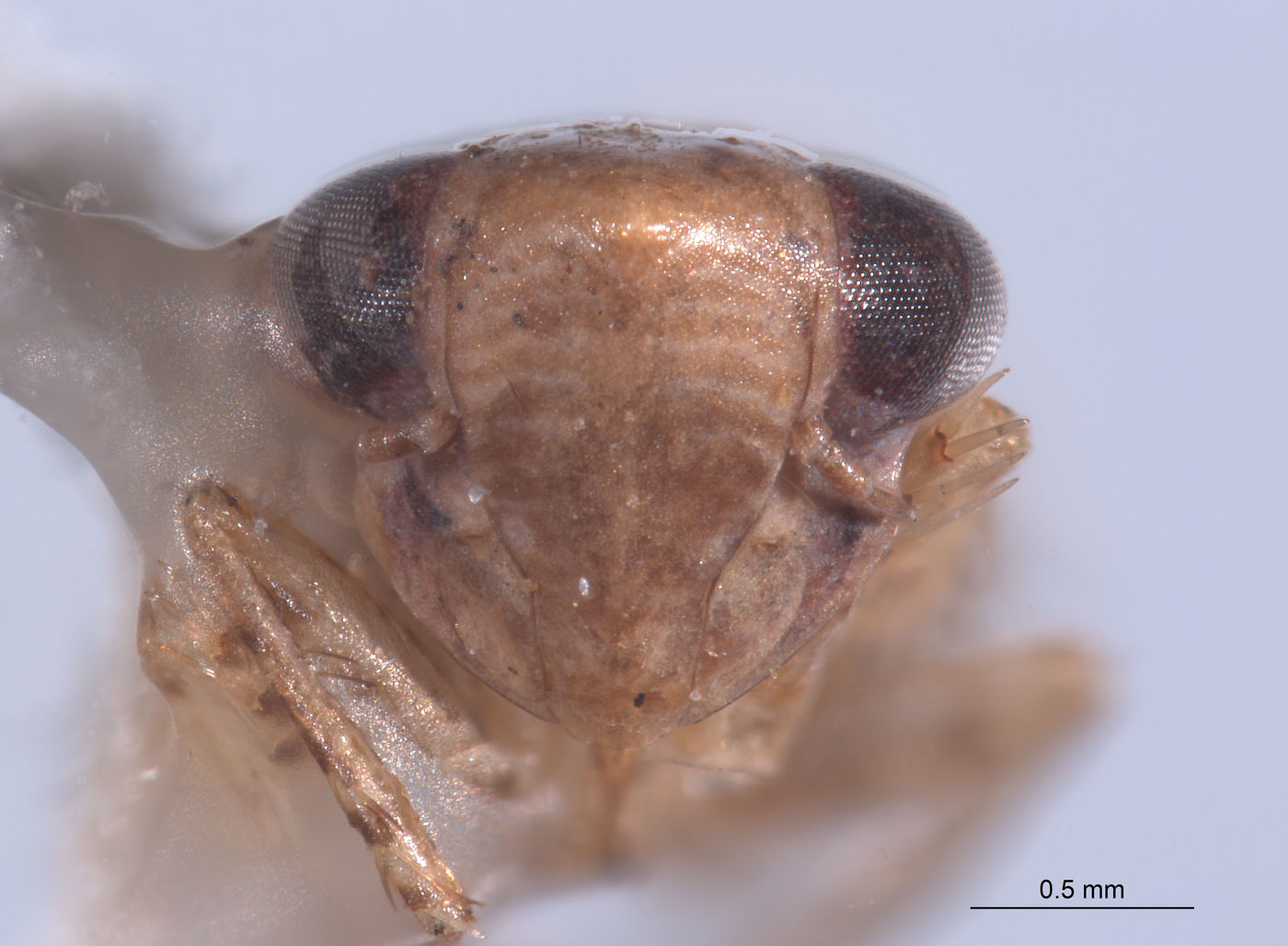 Mendozellus mallecoanus image