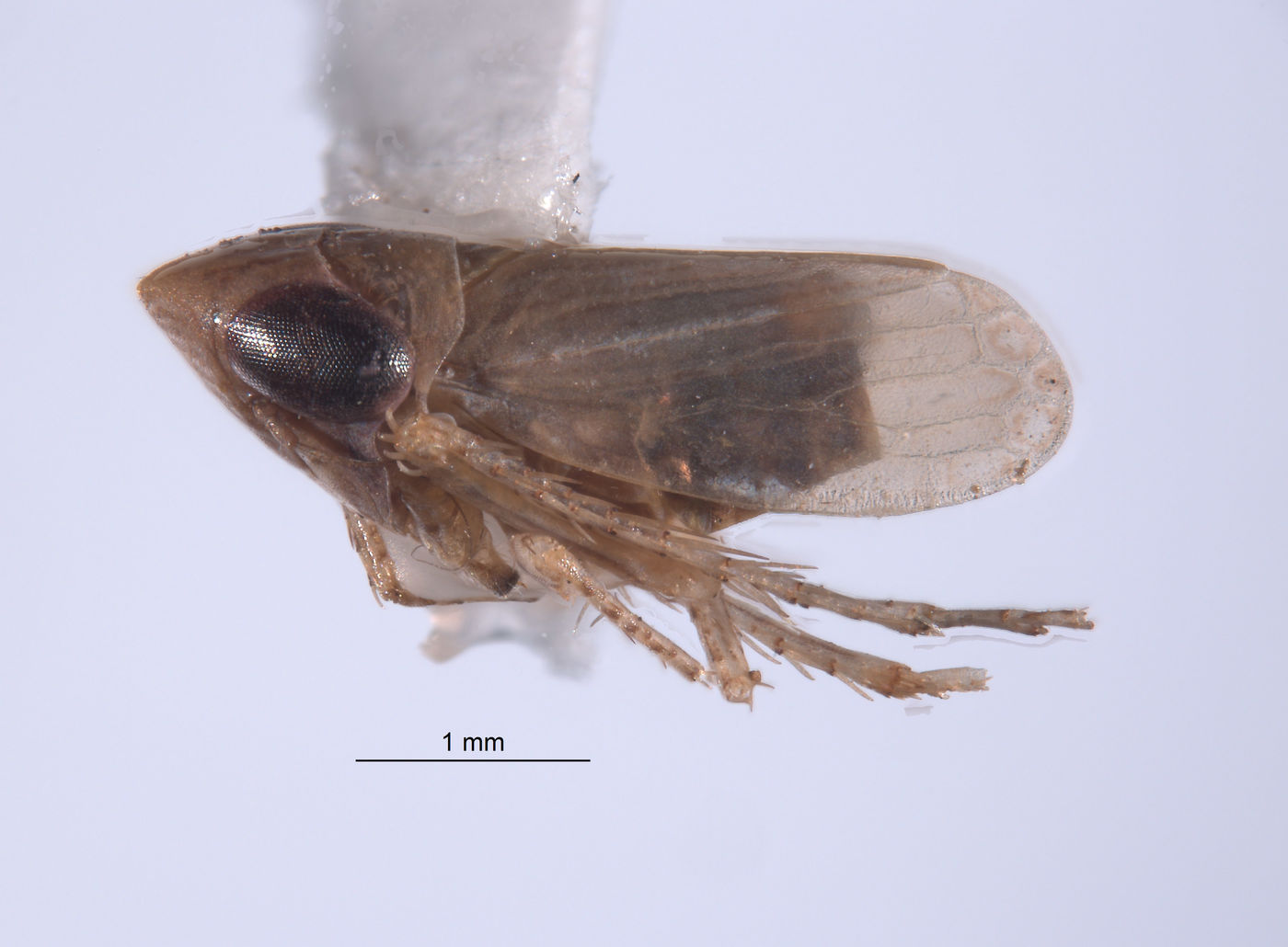 Mendozellus mallecoanus image