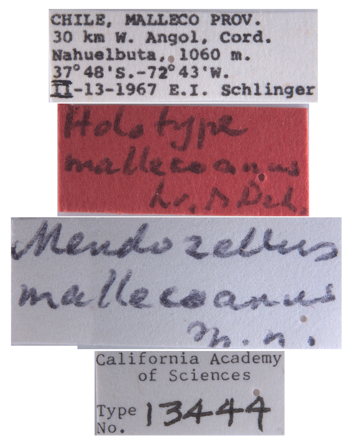 Mendozellus mallecoanus image