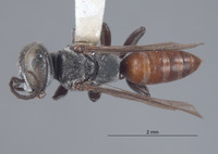 Tachysphex lamellatus image