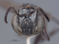 Tachysphex lamellatus image
