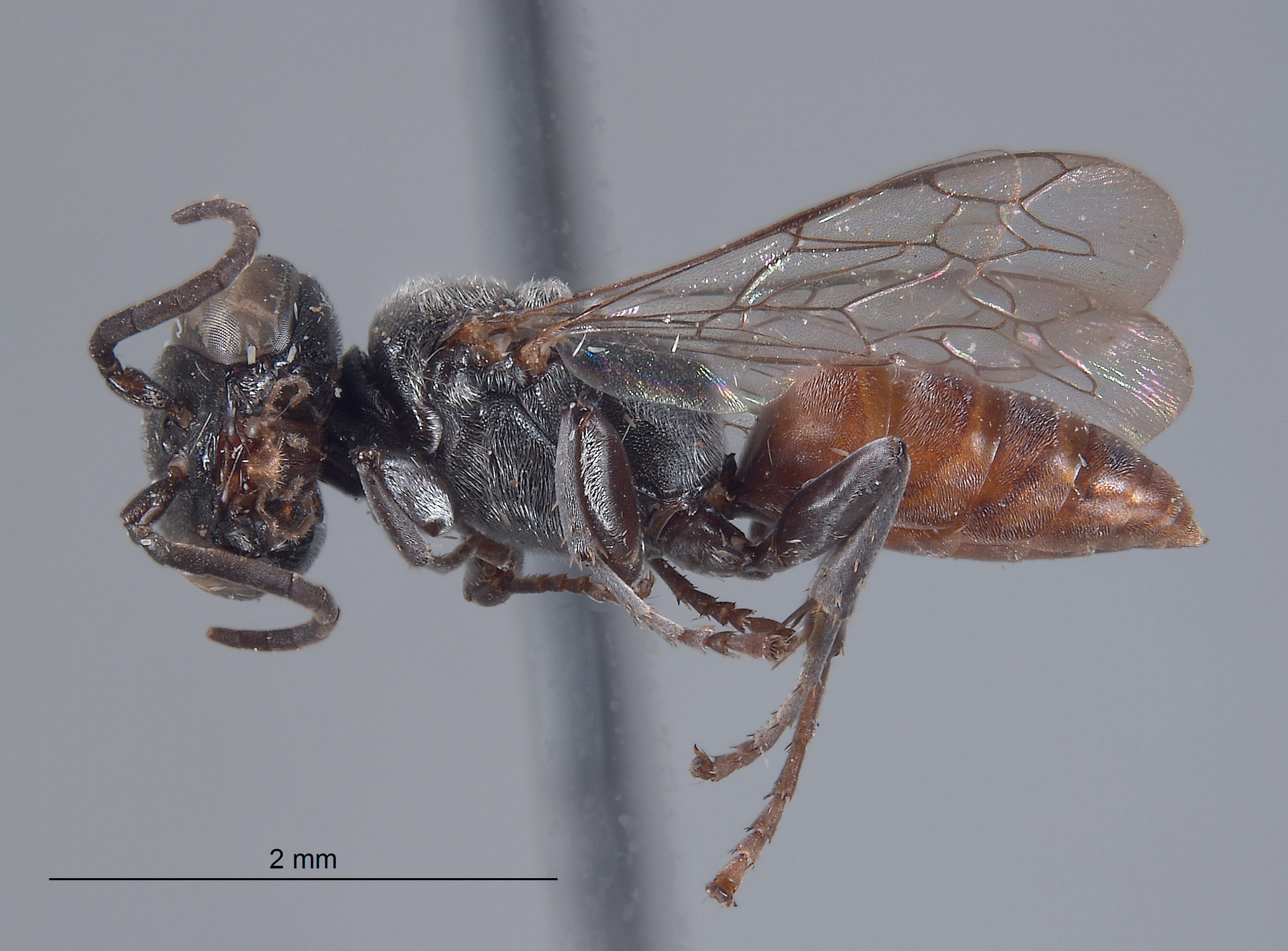 Tachysphex lamellatus image