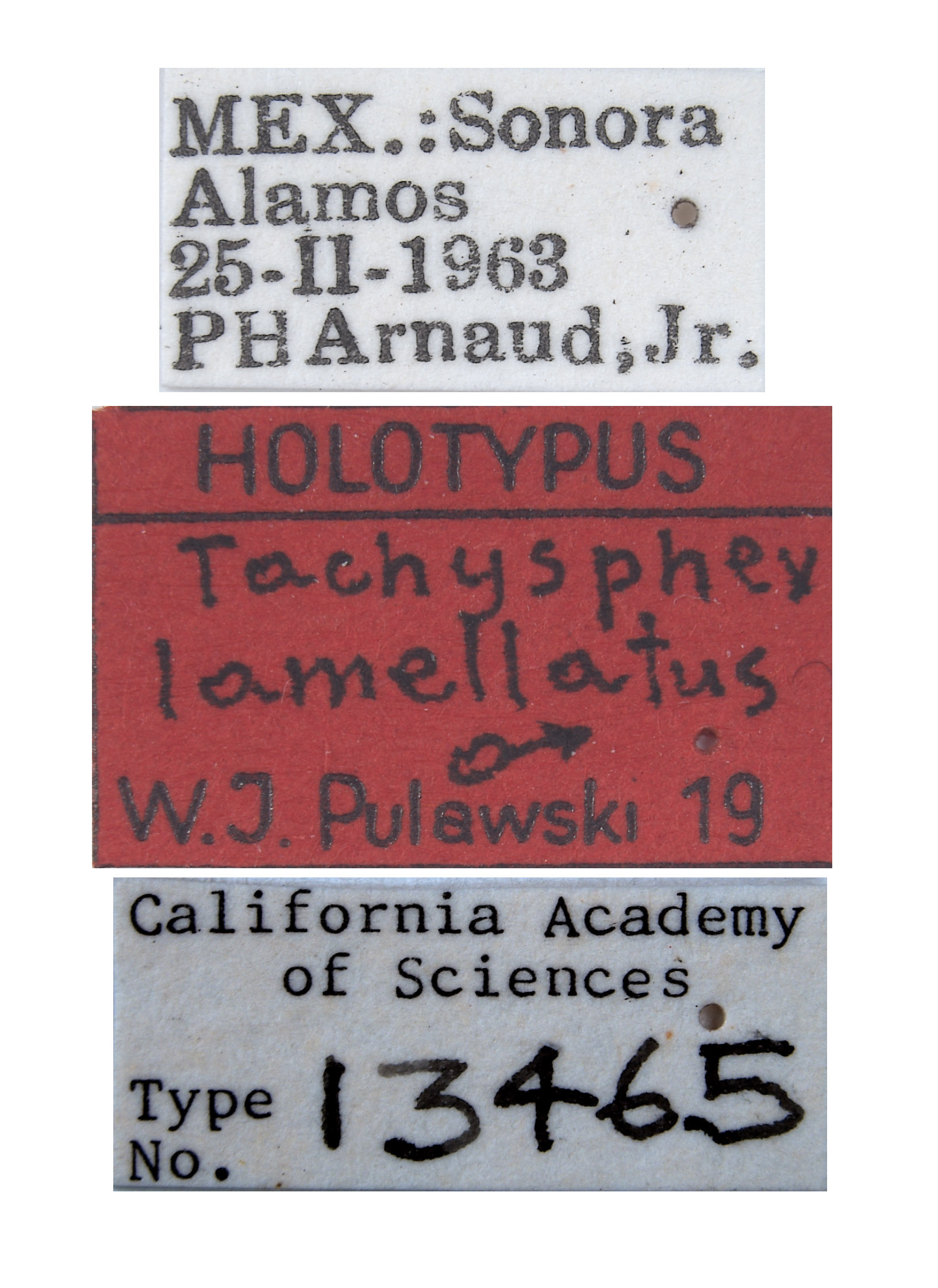 Tachysphex lamellatus image