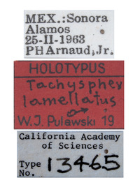 Tachysphex lamellatus image