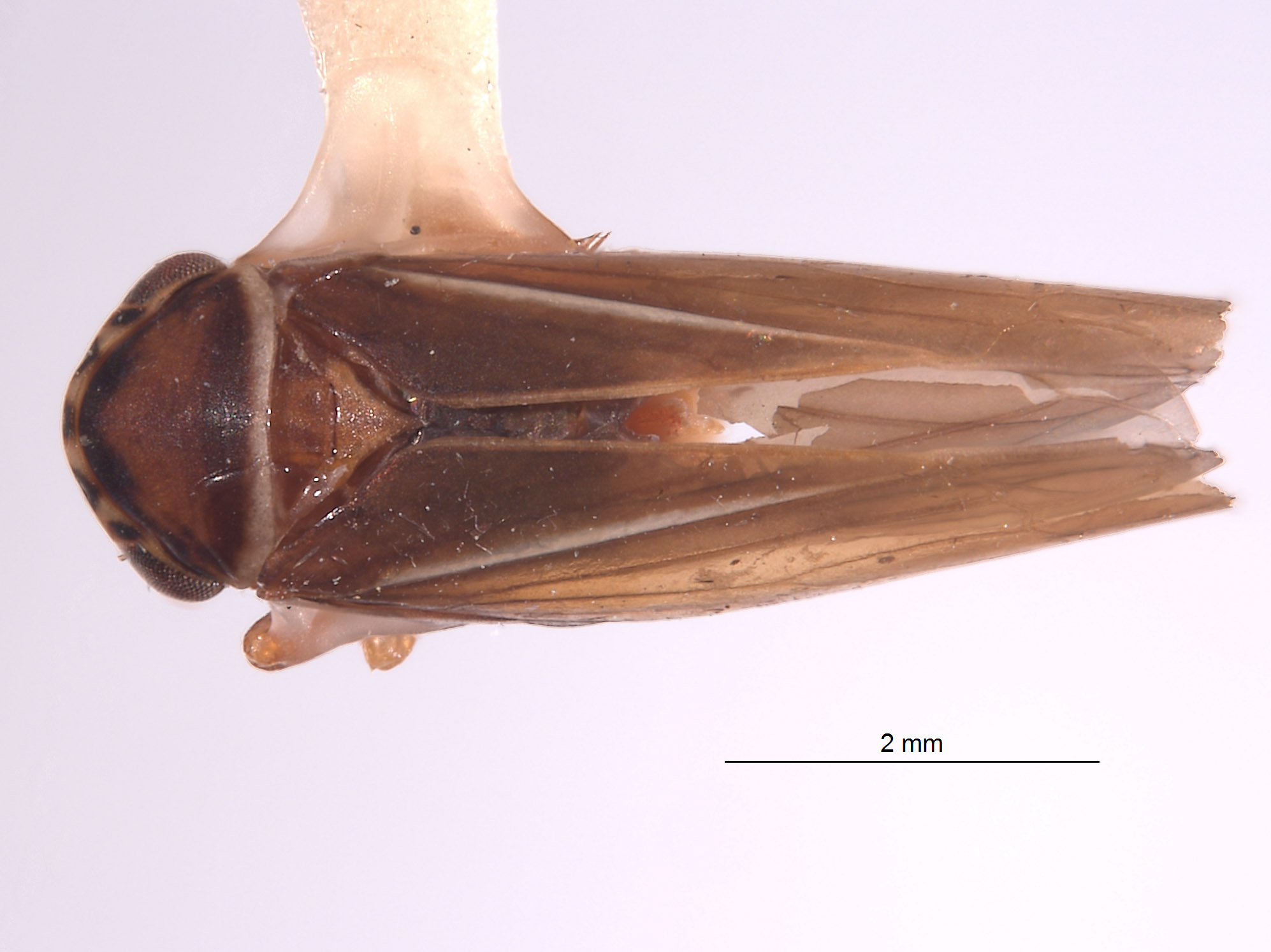 Agalliopsis coluber image