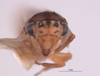 Agalliopsis coluber image