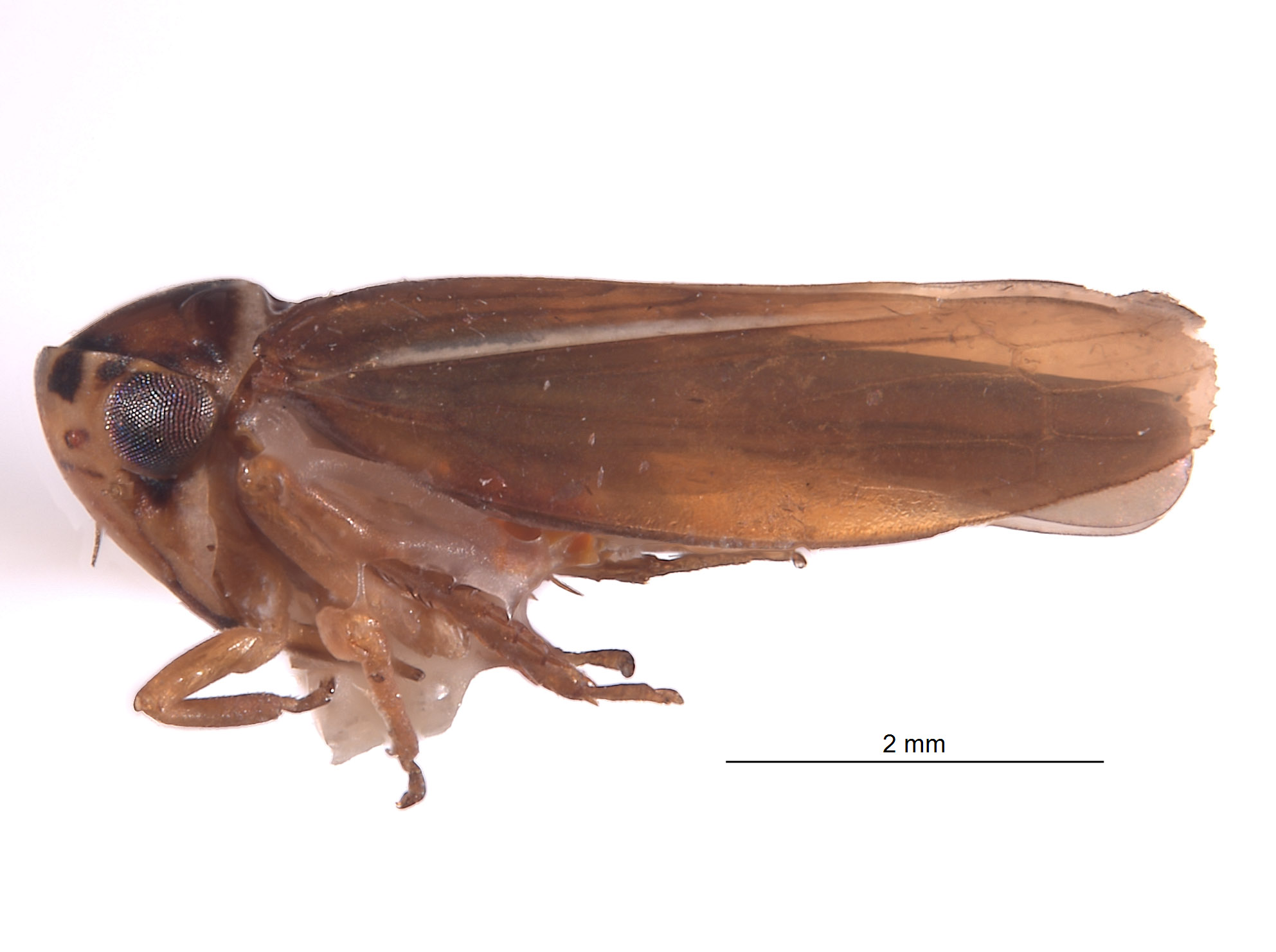 Agalliopsis coluber image