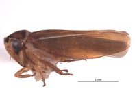 Agalliopsis coluber image