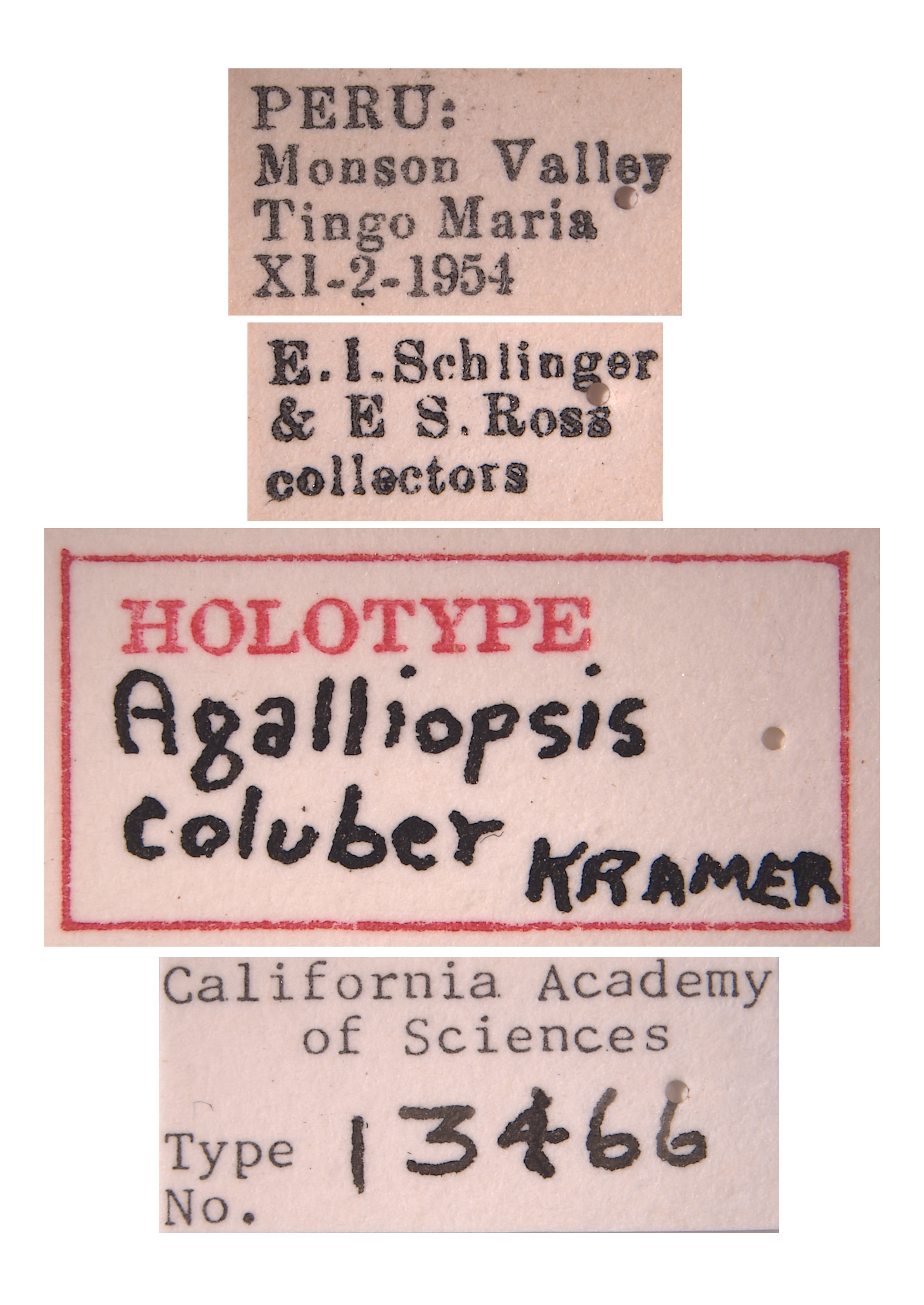 Agalliopsis coluber image